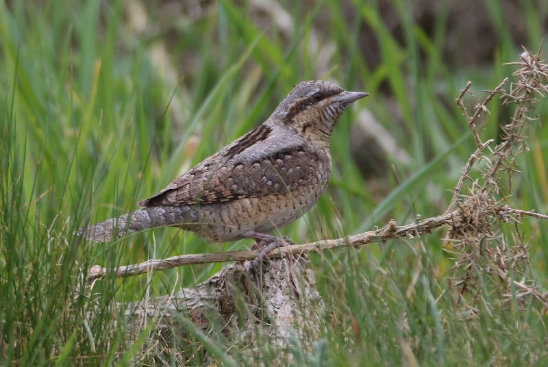 Wryneck - 30-04-2017