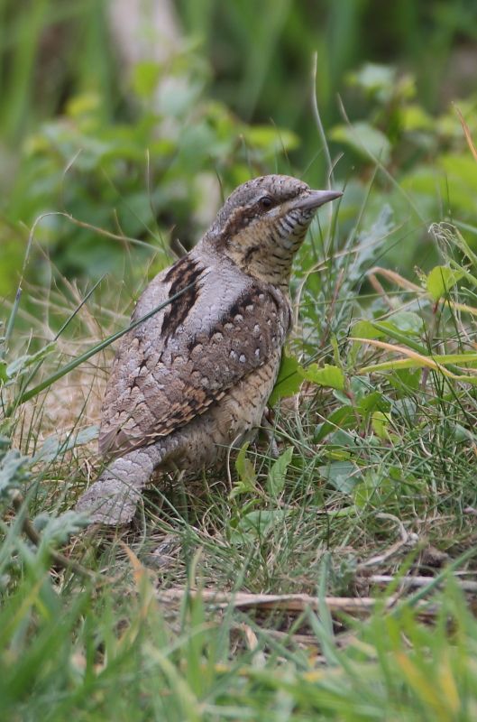 Wryneck - 30-04-2017