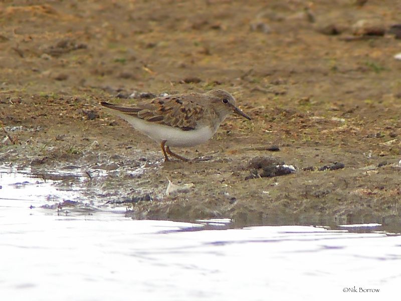 Temminck's Stint - 01-05-2017