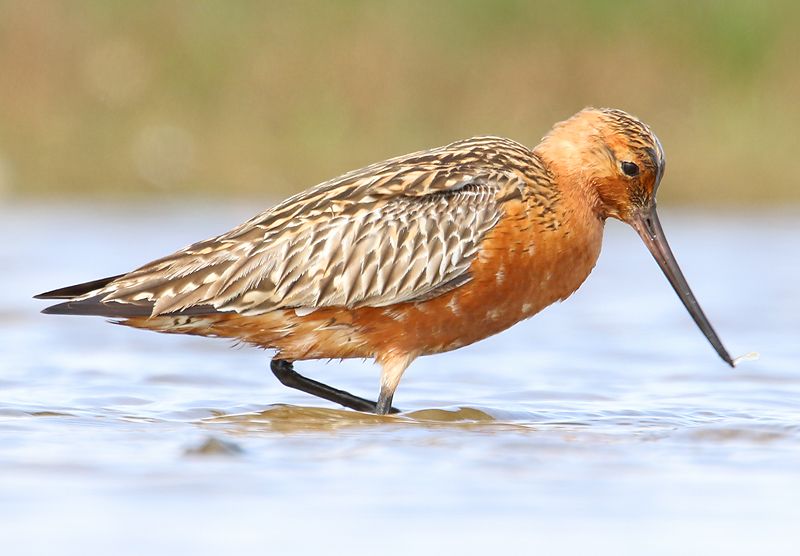 Bar-tailed Godwit - 01-05-2017