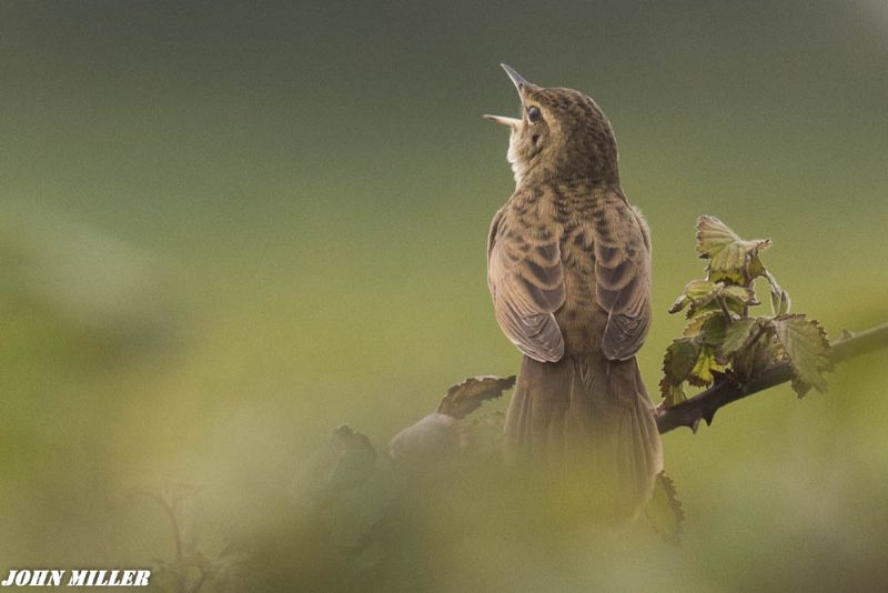 Grasshopper Warbler - 02-05-2017