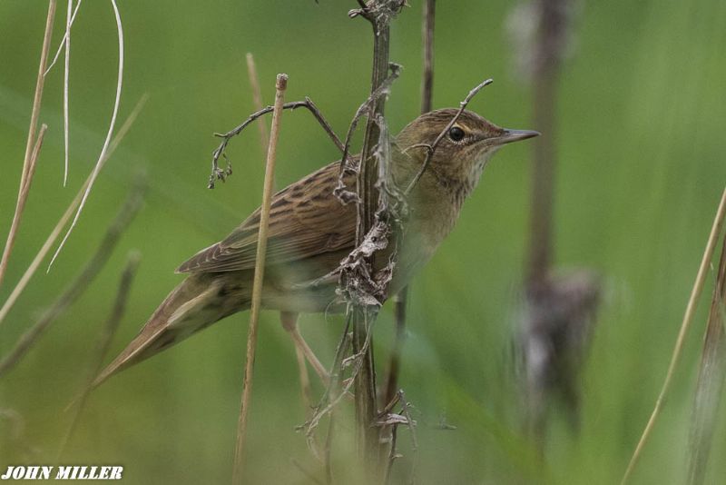 Grasshopper Warbler - 02-05-2017