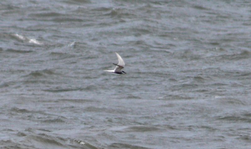 Arctic Tern - 30-04-2017