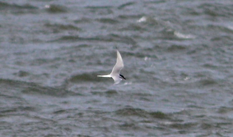 Arctic Tern - 30-04-2017