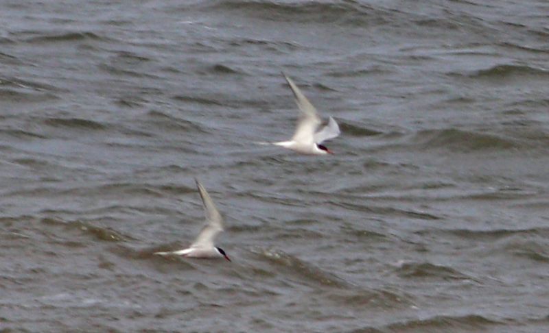 Arctic Tern - 30-04-2017