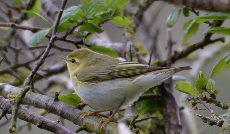 Wood Warbler - 06-05-2017