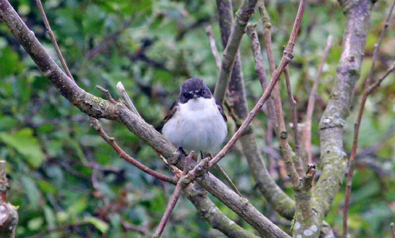 Pied Flycatcher - 06-05-2017