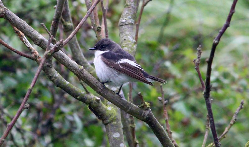 Pied Flycatcher - 06-05-2017