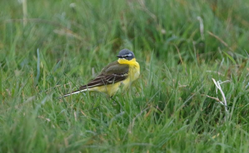 Blue-headed Wagtail - 07-05-2017