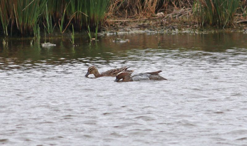 Garganey - 15-05-2017