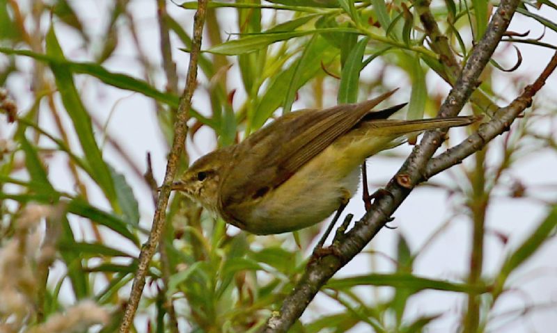 Iberian Chiffchaff - 16-05-2017