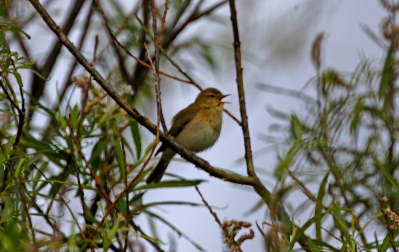 Iberian Chiffchaff - 16-05-2017