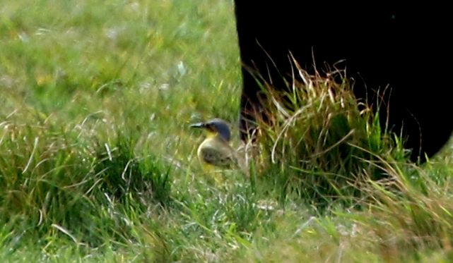 Grey-headed Wagtail - 16-05-2017