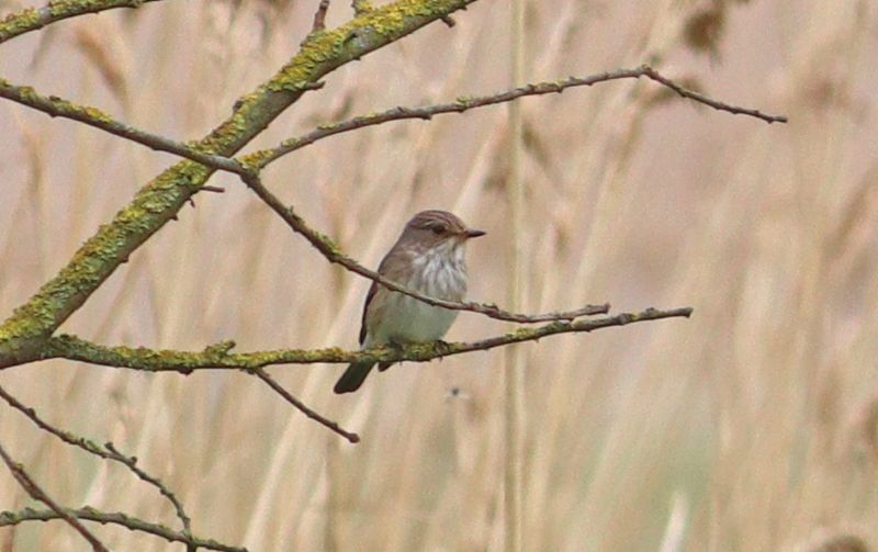 Spotted Flycatcher - 15-05-2017