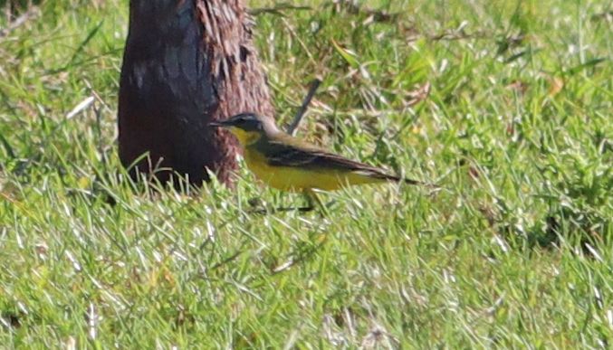 Yellow Wagtail - 27-05-2017