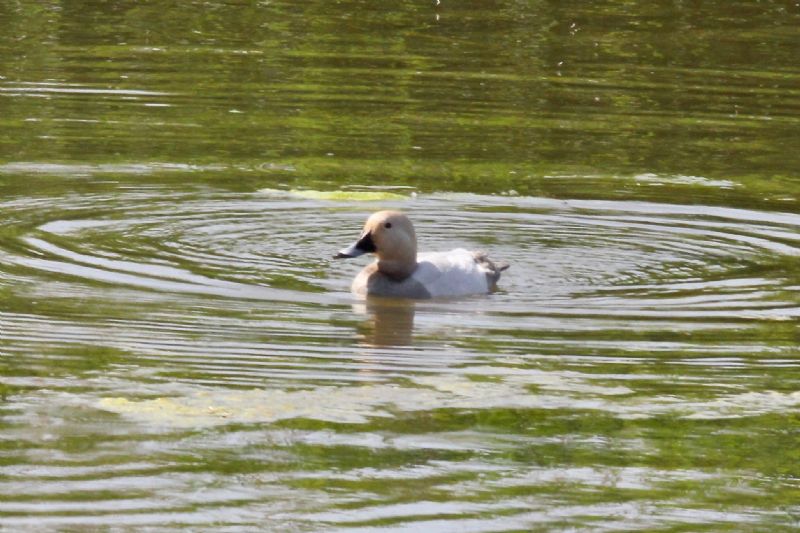 Pochard - 24-05-2017