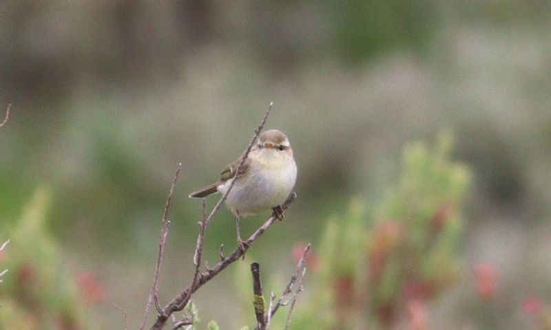 Greenish Warbler - 29-05-2017