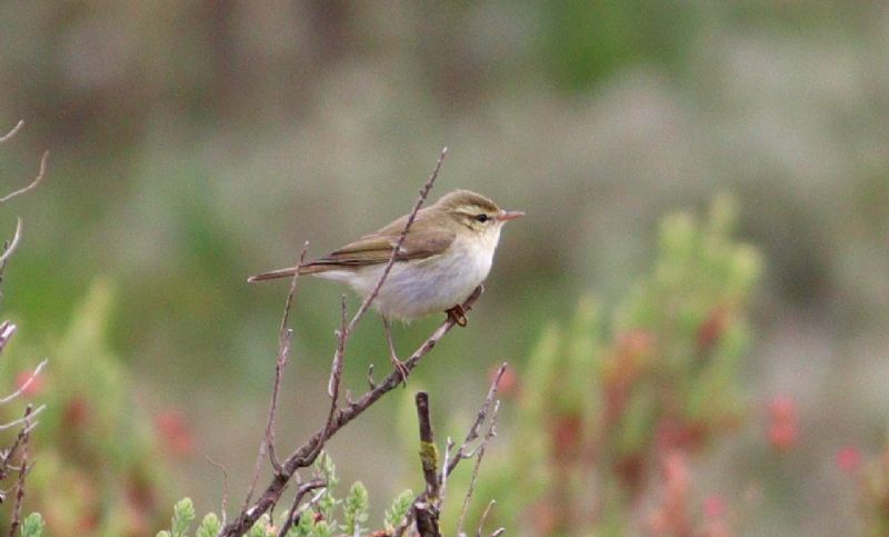 Greenish Warbler - 29-05-2017