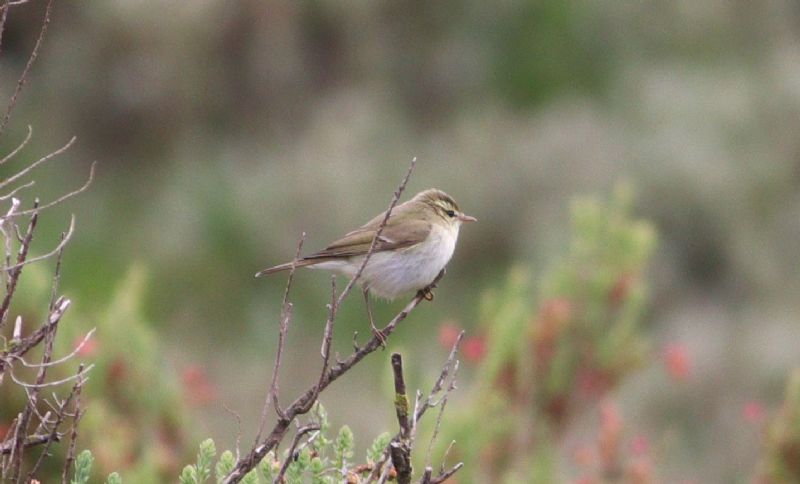 Greenish Warbler - 29-05-2017