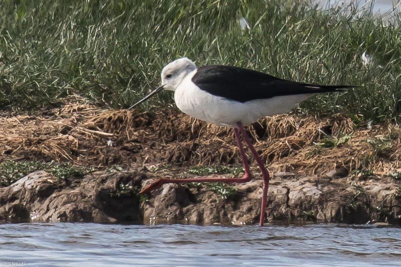 Black-winged Stilt - 03-06-2017