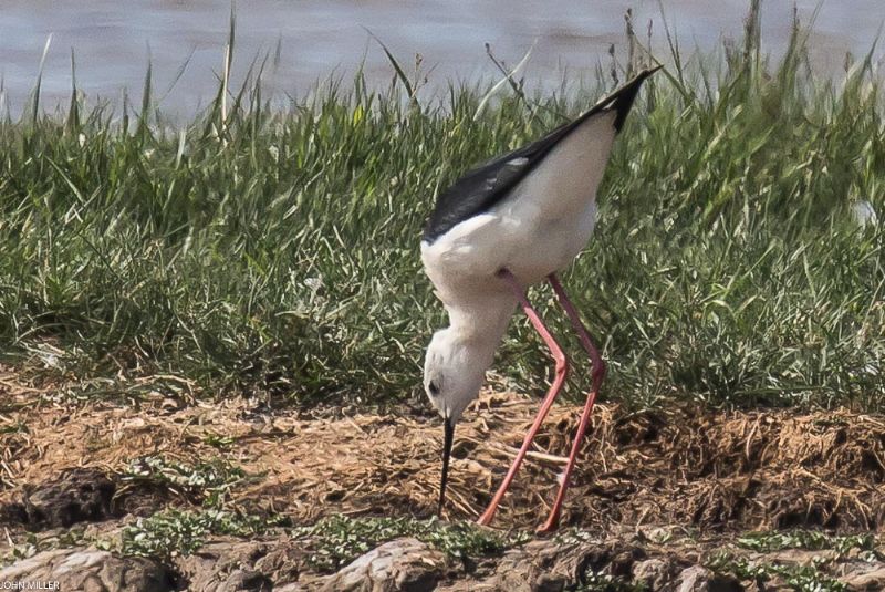 Black-winged Stilt - 03-06-2017