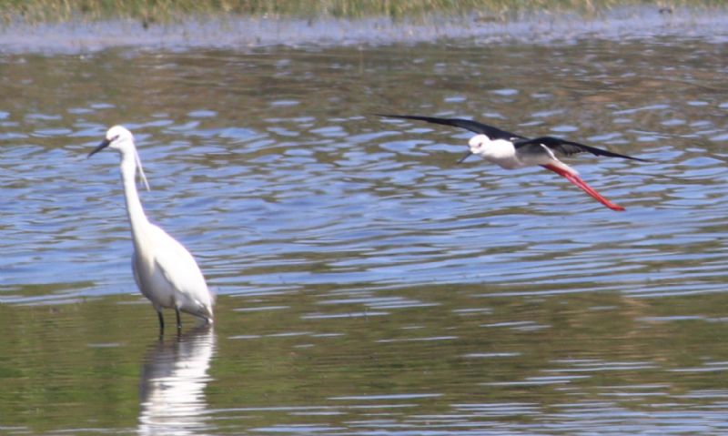 Black-winged Stilt - 18-05-2017