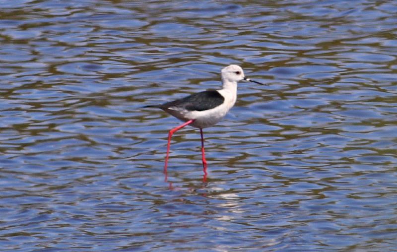 Black-winged Stilt - 18-05-2017