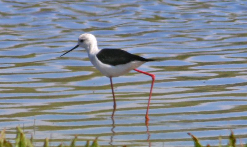 Black-winged Stilt - 18-05-2017