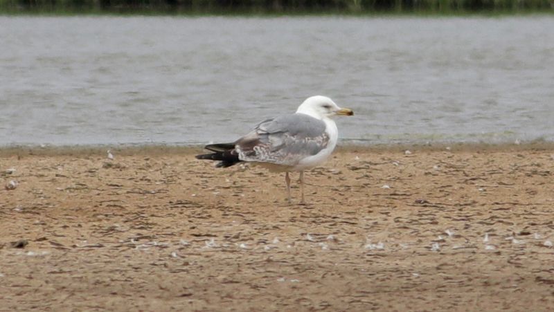 Yellow-legged Gull - 20-06-2017