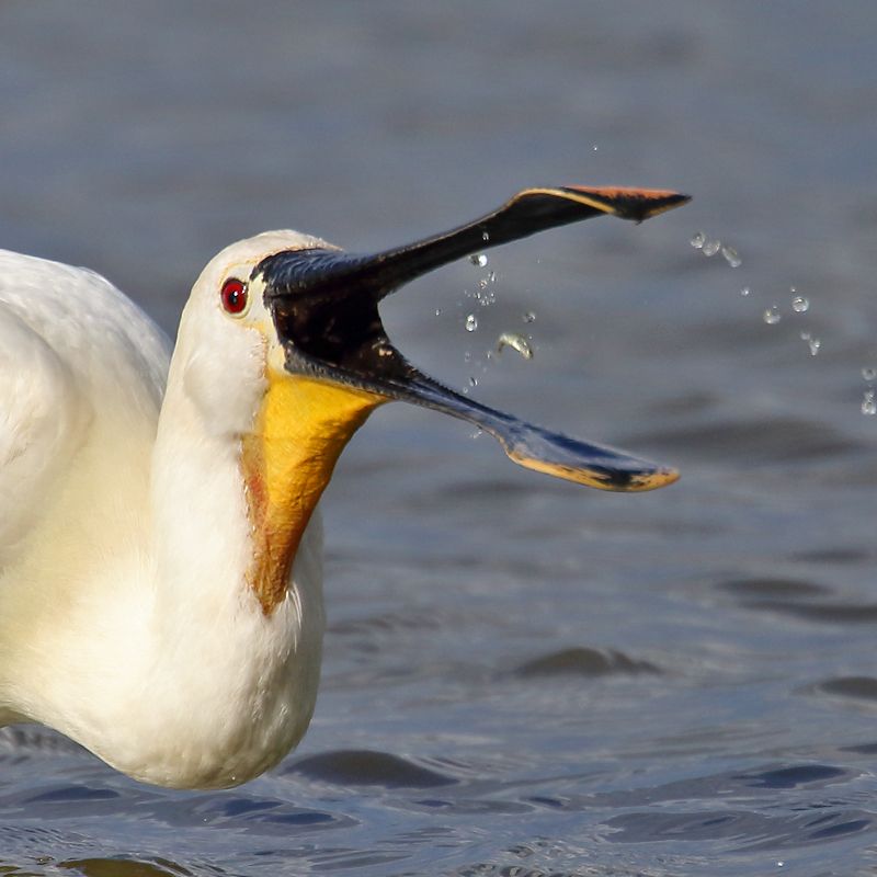 Spoonbill - 24-06-2017