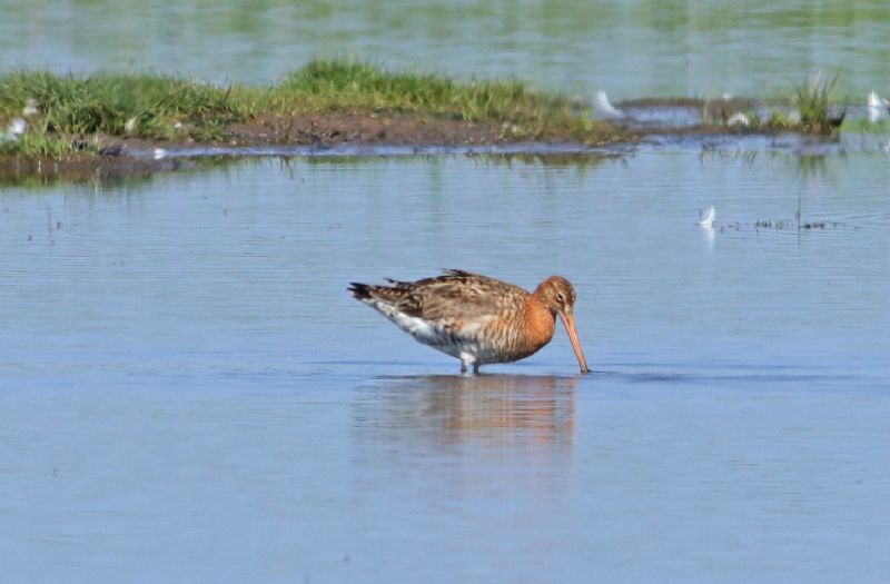 Black-tailed Godwit - 18-06-2017