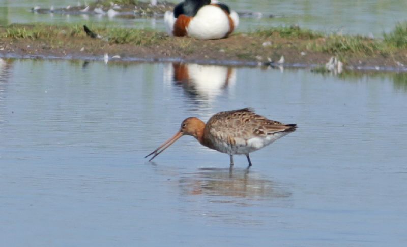 Black-tailed Godwit - 18-06-2017