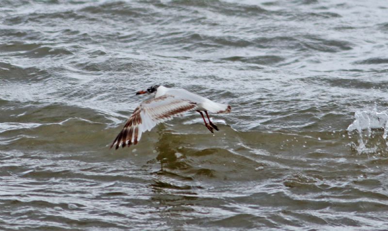 Mediterranean Gull - 27-06-2017