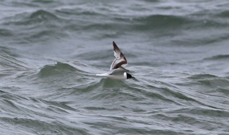 Little Gull - 27-06-2017