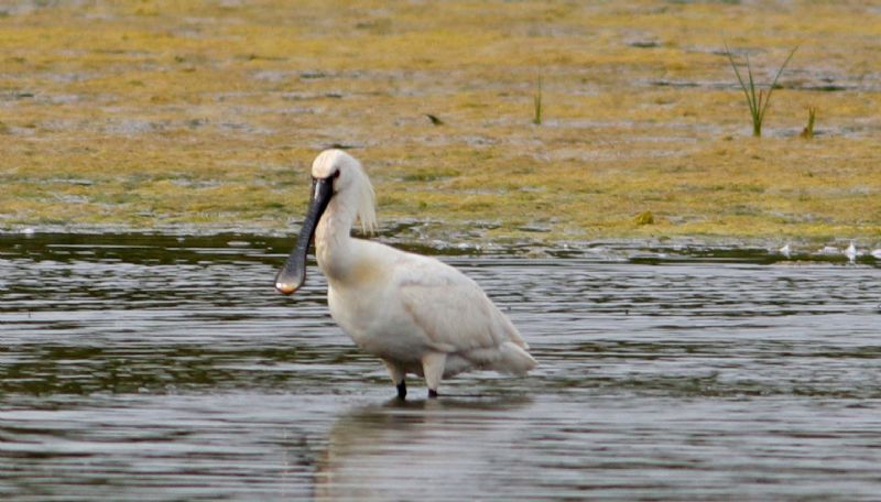 Spoonbill - 27-06-2017