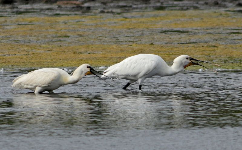 Spoonbill - 27-06-2017