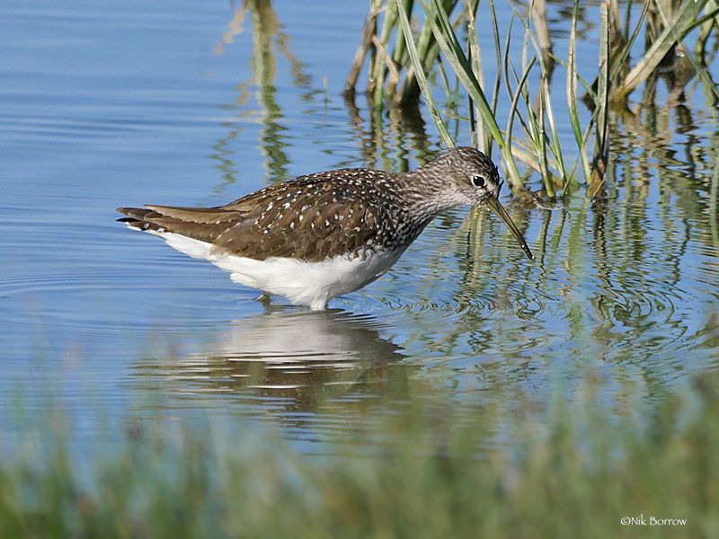 Green Sandpiper - 02-07-2017