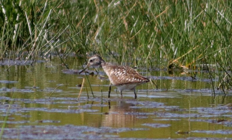 Wood Sandpiper - 02-07-2017