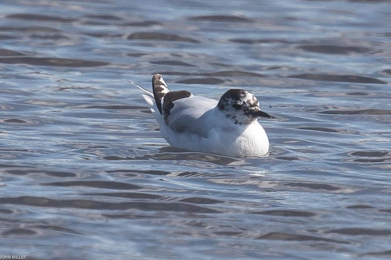 Little Gull - 02-07-2017