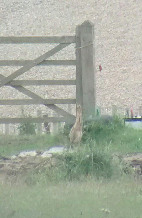 Bittern - 07-07-2017