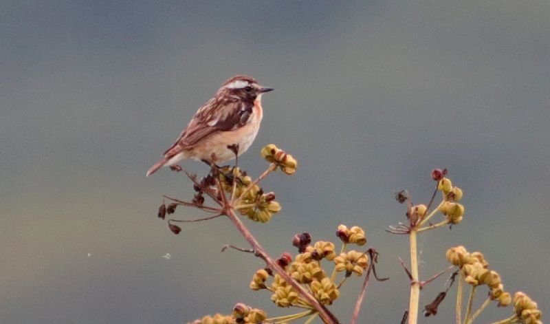 Whinchat - 09-07-2017