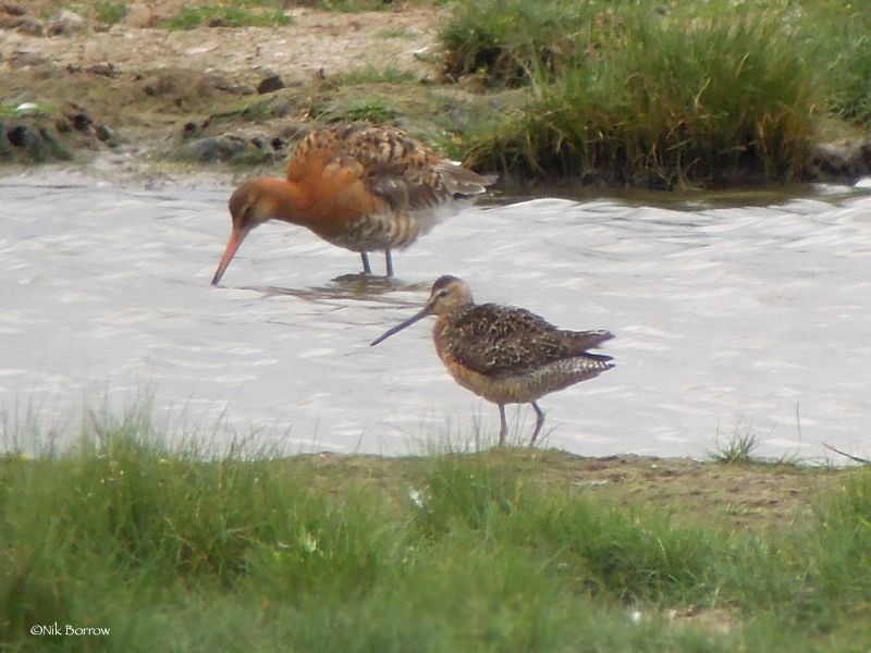 Long-billed Dowitcher - 16-07-2017