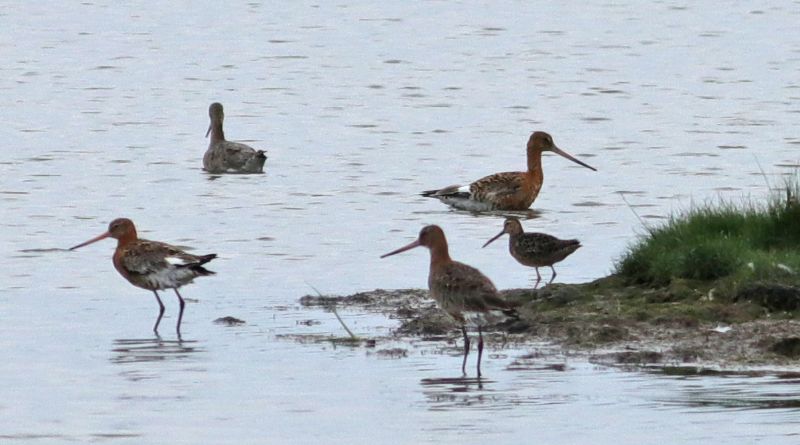 Long-billed Dowitcher - 16-07-2017