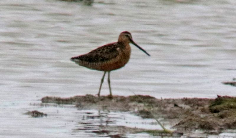 Long-billed Dowitcher - 16-07-2017