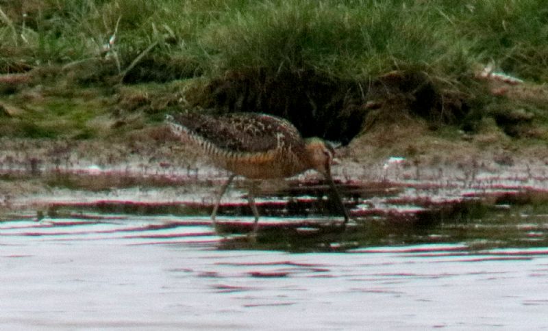 Long-billed Dowitcher - 16-07-2017