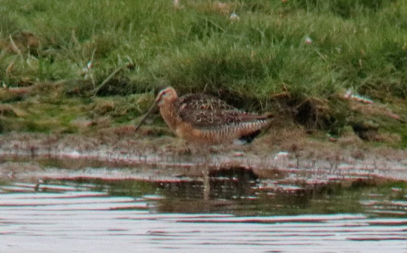 Long-billed Dowitcher - 16-07-2017