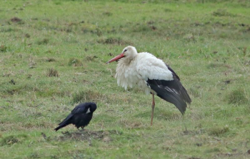 White Stork - 23-07-2017