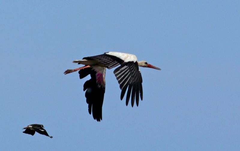 White Stork - 22-07-2017