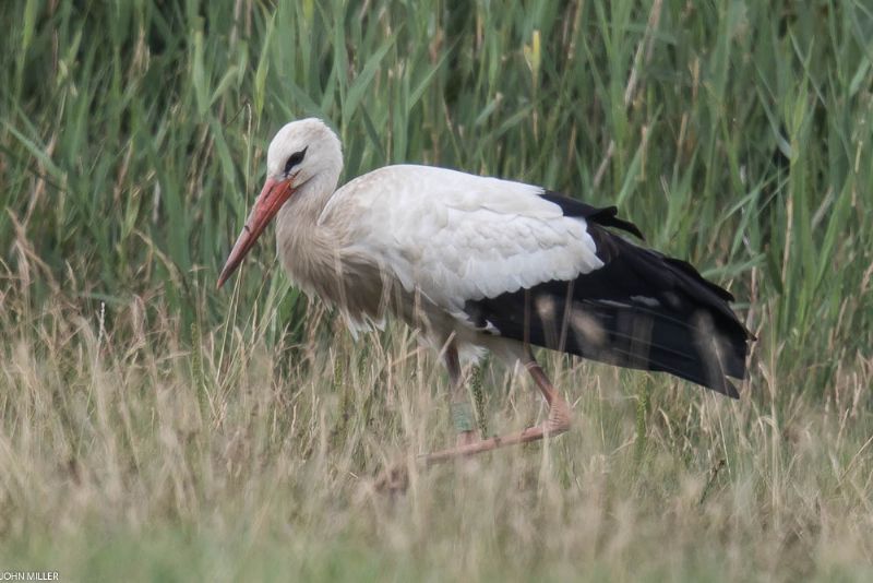 White Stork - 22-07-2017