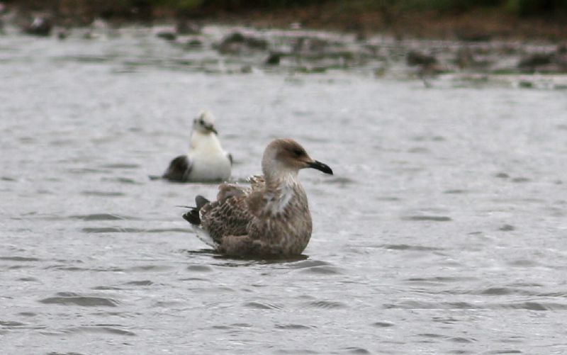 Caspian Gull - 25-07-2017